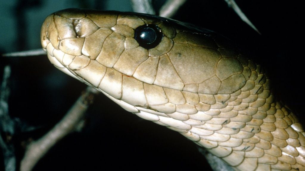 A snake on a branch in Lusaka, Zambia, April 2025